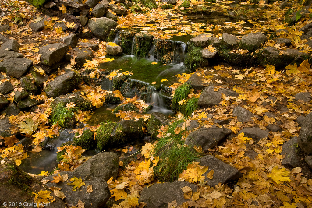 Fall Fern Spring, Yosemite