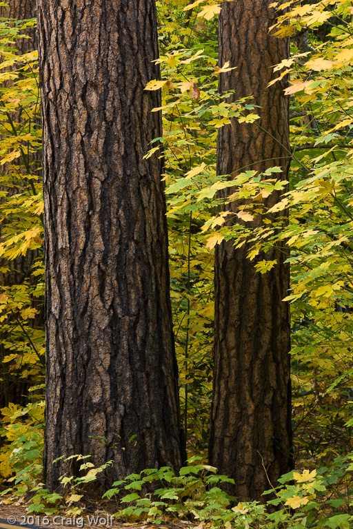 Fall Color Yosemite