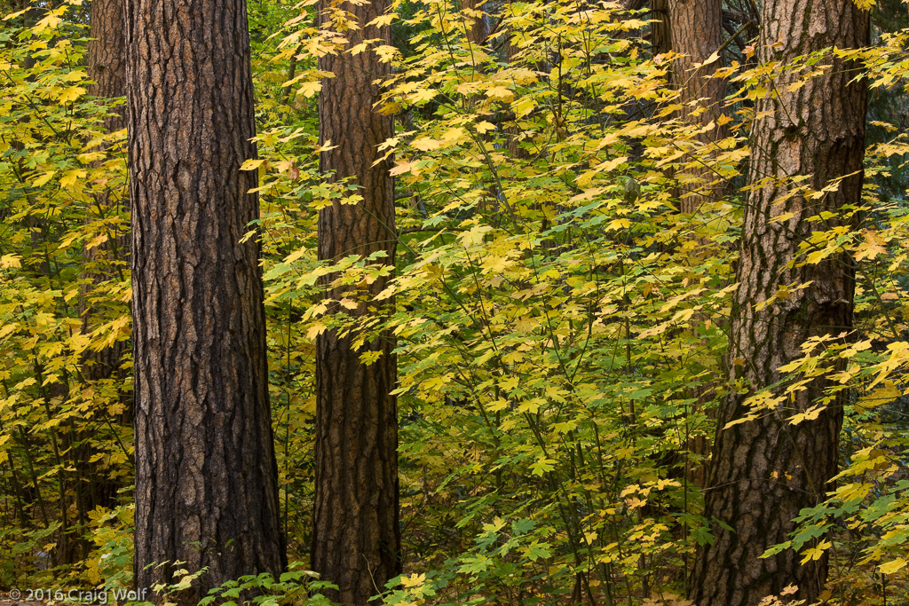 Fall Color Yosemite