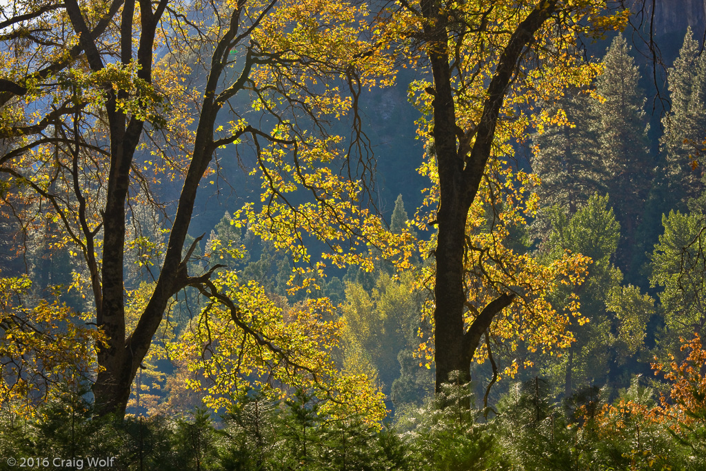 Fall Color Black Oaks, Yosemite