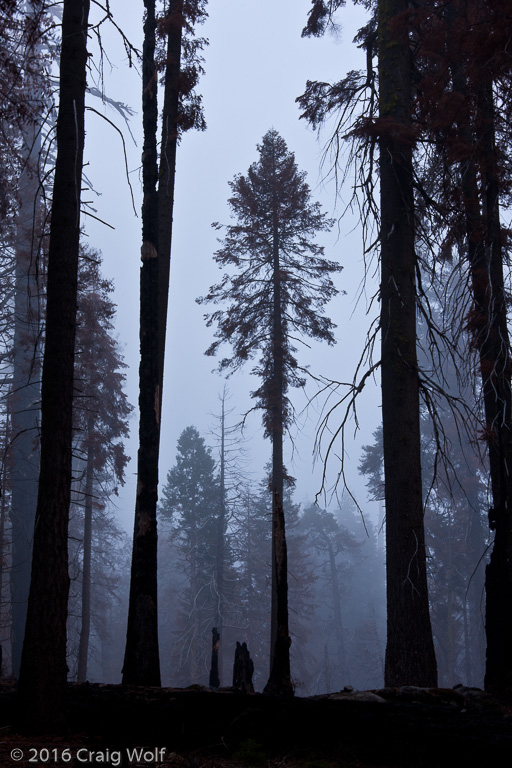 Sequoia, Mariposa Grove, Yosemite, CA