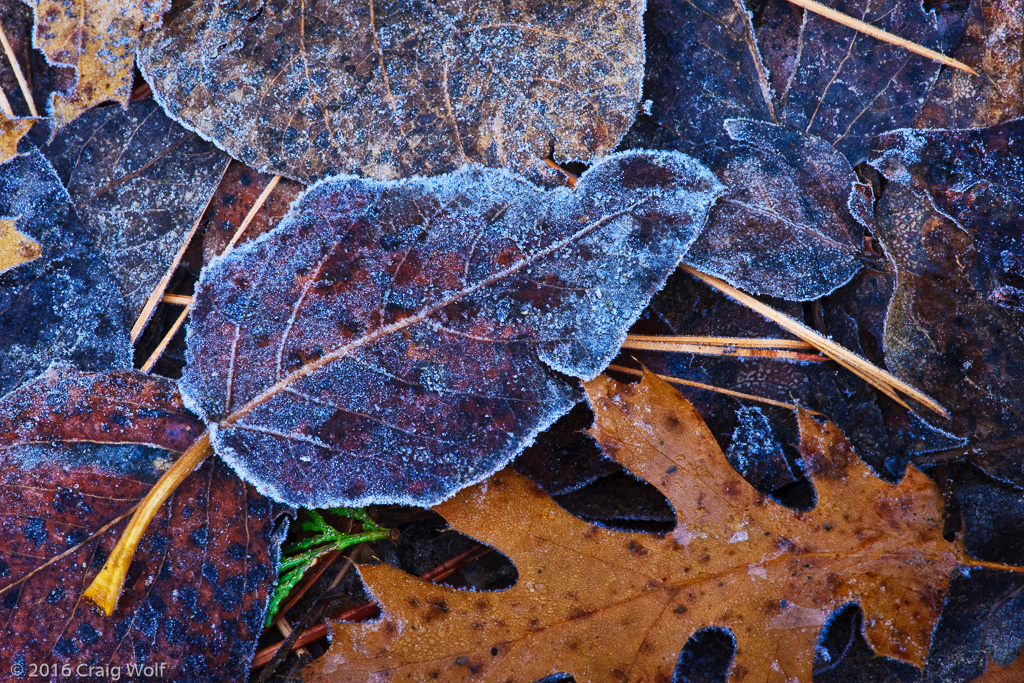Leaves with Frost, Yosemite, CA