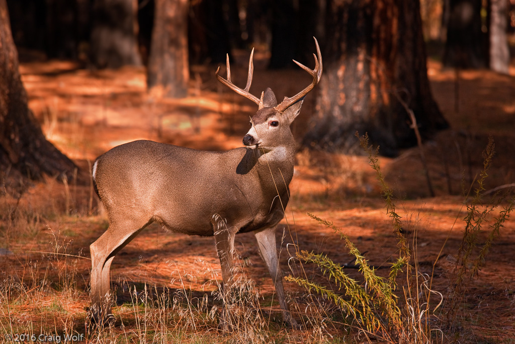 Mule Deer Buck, Yosemite, CA