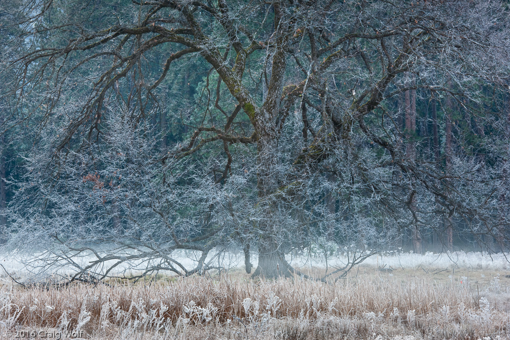 Cook's Meadow, Yosemite, CA