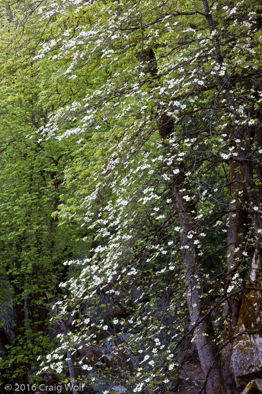 Yosemite National Park