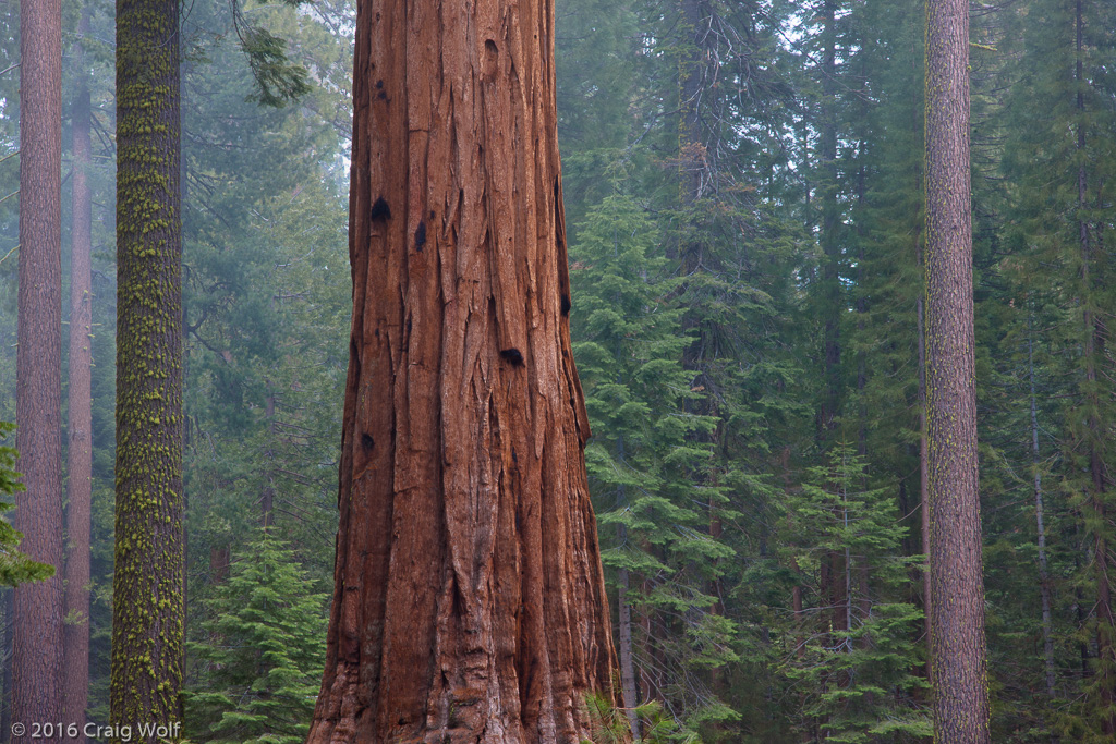 Yosemite National Park