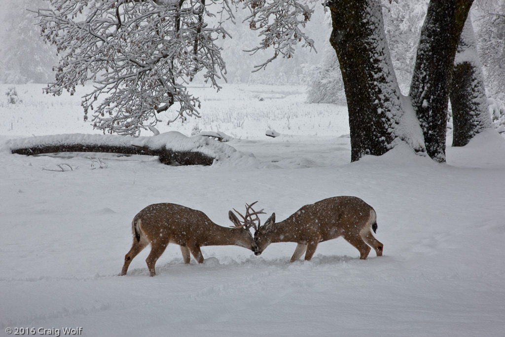 Yosemite National Park