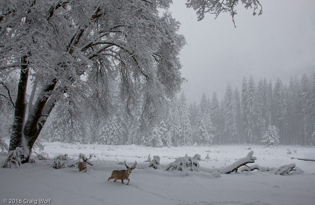 Yosemite National Park